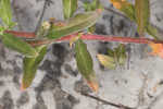 Seabeach evening primrose